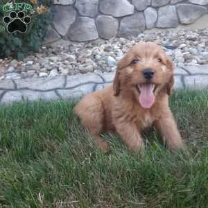 Waffles, Mini Goldendoodle Puppy